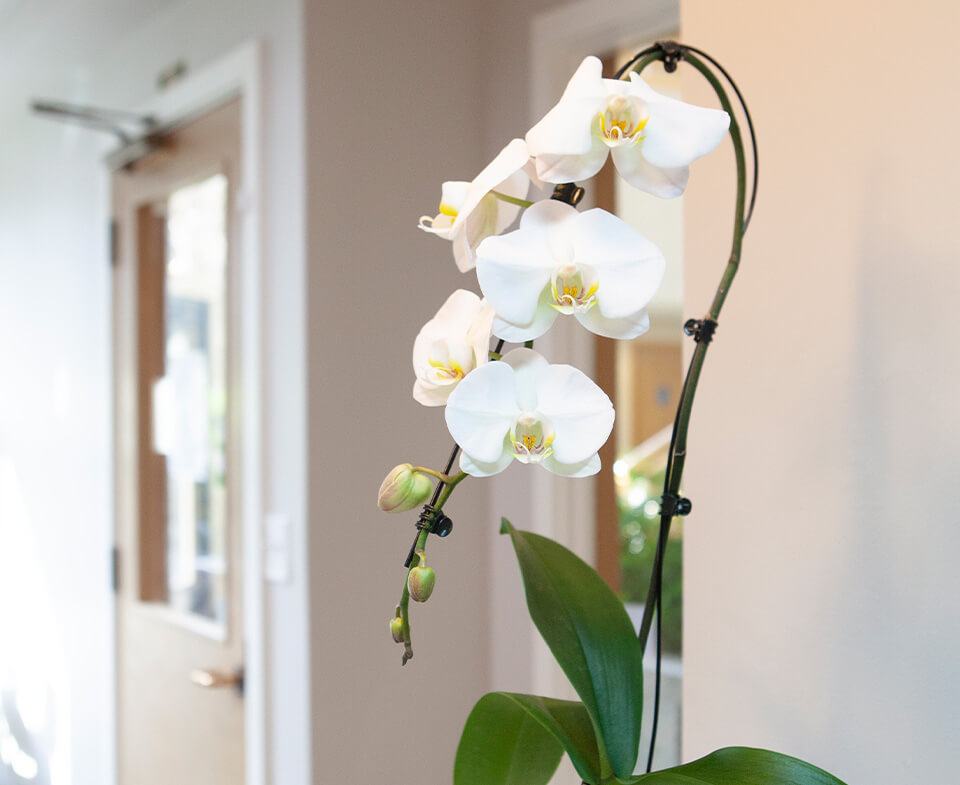 office flowers